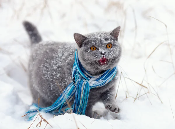 Karda yürüyen kedi — Stok fotoğraf