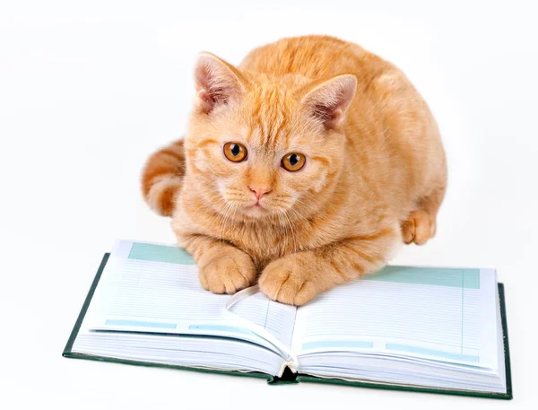 Katze liest Notizbuch — Stockfoto