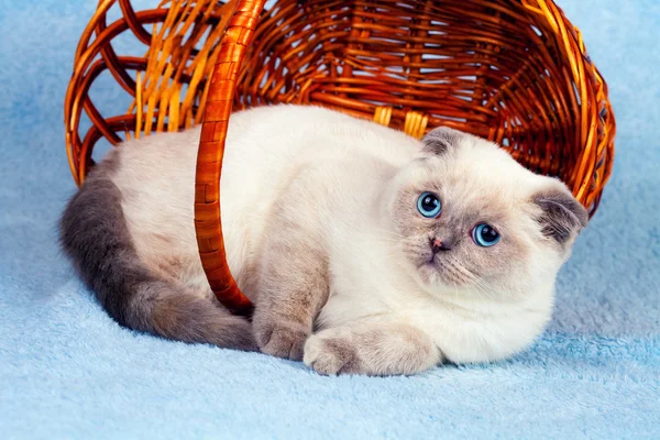 Kotek Syjamski w koszyku — Zdjęcie stockowe