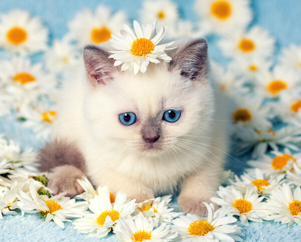 Kitten sitting on chamomile flowers