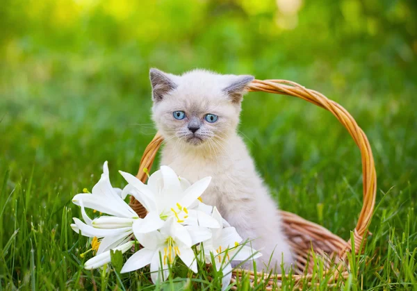 Siamese katje in mand — Stockfoto