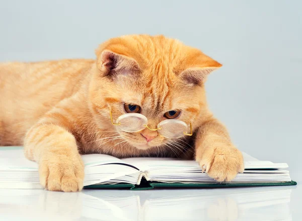 Katze mit Brille liest Buch lizenzfreie Stockfotos