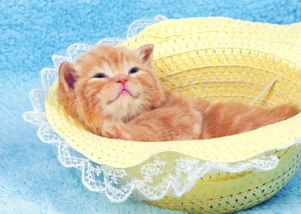 Red kitten in straw hat — Stock Photo, Image