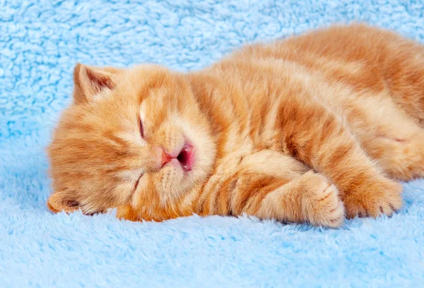 Κόκκινο γατάκι στον ύπνο — Φωτογραφία Αρχείου