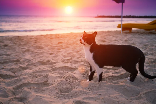 Caminhada de gato na praia — Fotografia de Stock