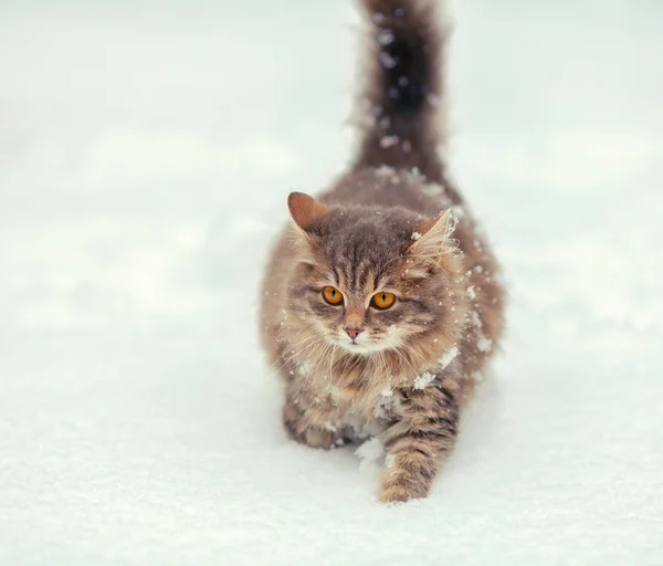 Gato engraçado na neve — Fotografia de Stock