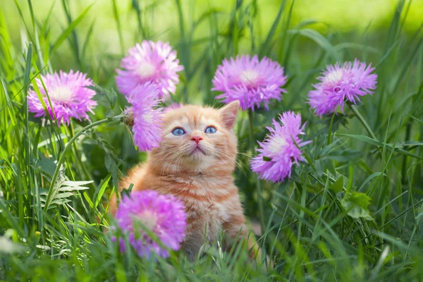 Funny kitten in blooming flowers — Stock Photo, Image