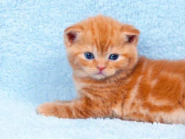 Komik kırmızı kedi — Stok fotoğraf