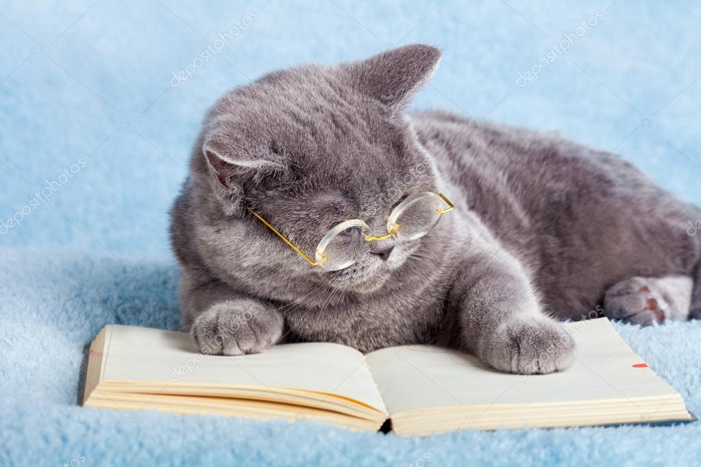 Wise cat reading book — Stock Photo © vvvita #63543371