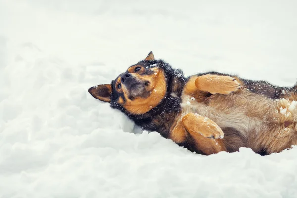 Kar üzerinde yalan köpek — Stok fotoğraf