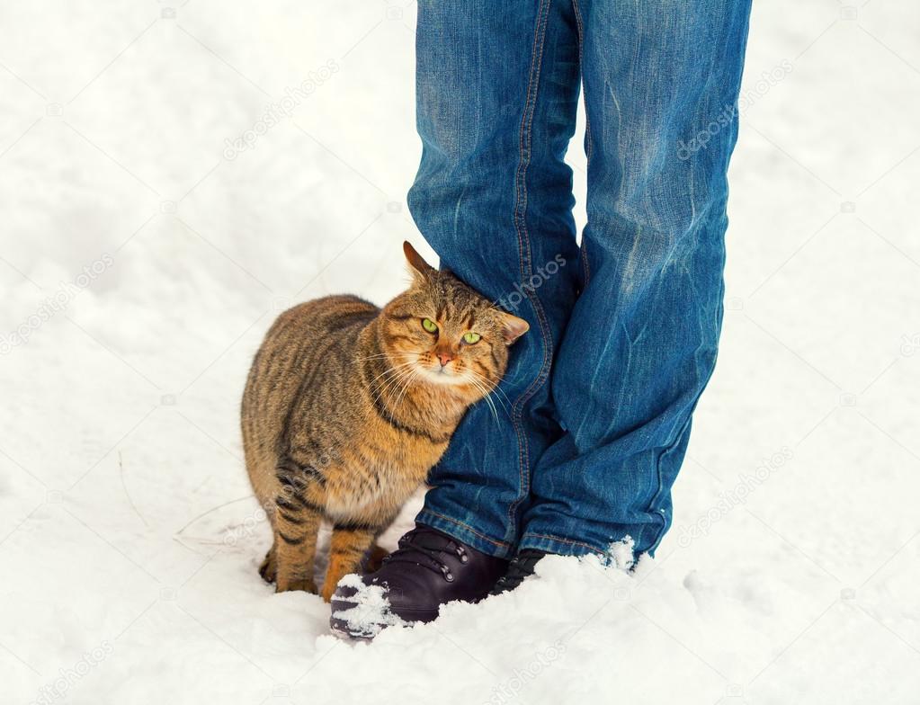 Vivir la vida. Depositphotos_64567997-stock-photo-cat-rubbing-against-male-legs