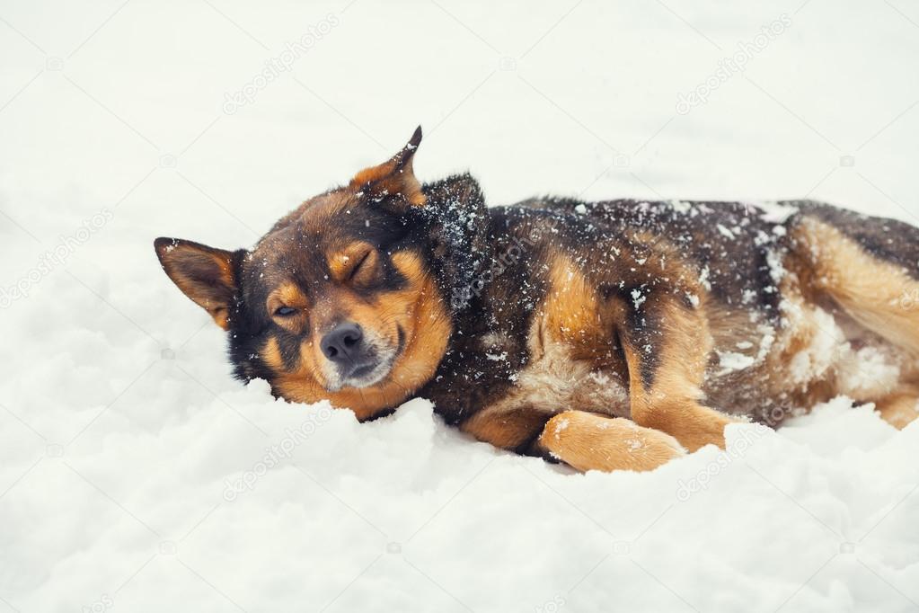 Dog lying on the snow