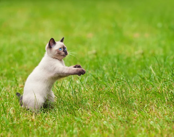 Kotě v trávě — Stock fotografie