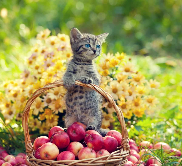 Kırmızı elma ile küçük kedi yavrusu — Stok fotoğraf