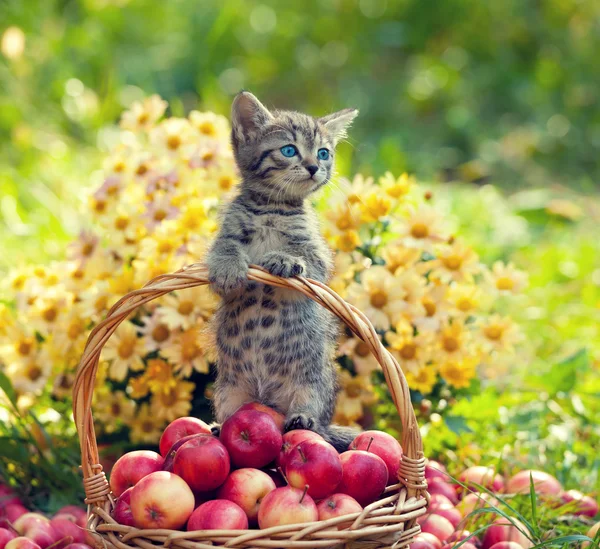 Lilla kattunge med röda äpplen — Stockfoto