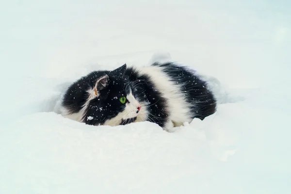 Кошка в снегу — стоковое фото