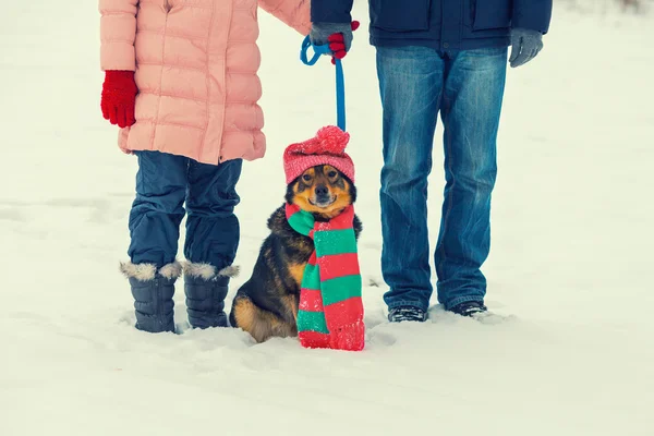 개와 산책하는 부부 — 스톡 사진