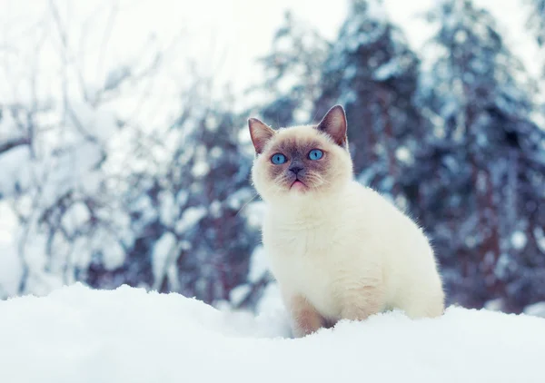 Chat assis dans la neige — Photo