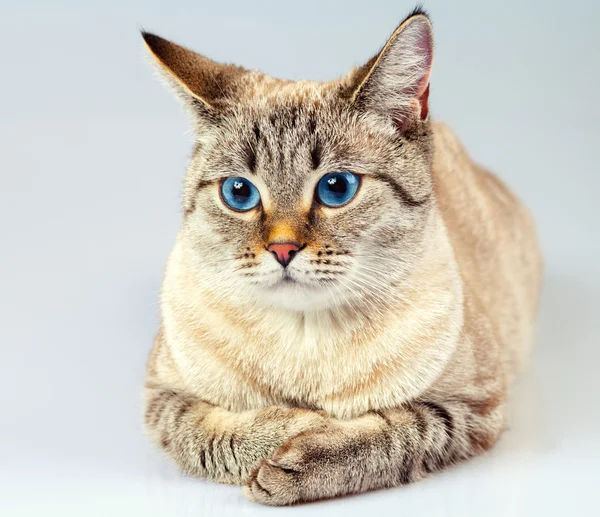 Portret van een schattige kat — Stockfoto