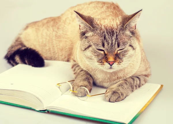 猫读取器 — 图库照片