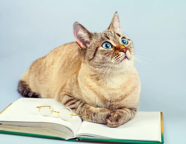 Cat reader — Stock Photo, Image