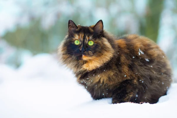 Cat in snow — Stock Photo, Image