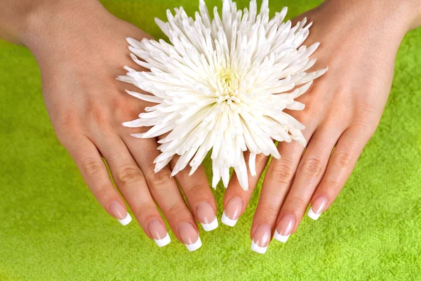 Belas mãos femininas com manicure francês perfeito — Fotografia de Stock