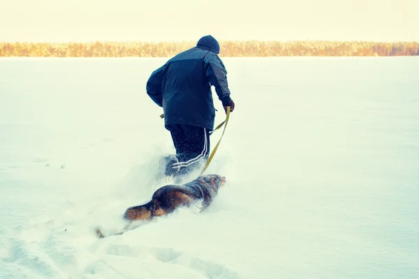 Man kör med hund på snöiga fältet — Stockfoto