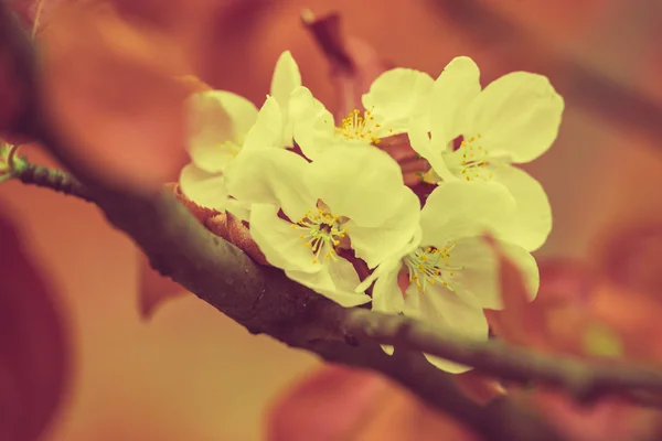 Blossoming apple tree — Stock Photo, Image