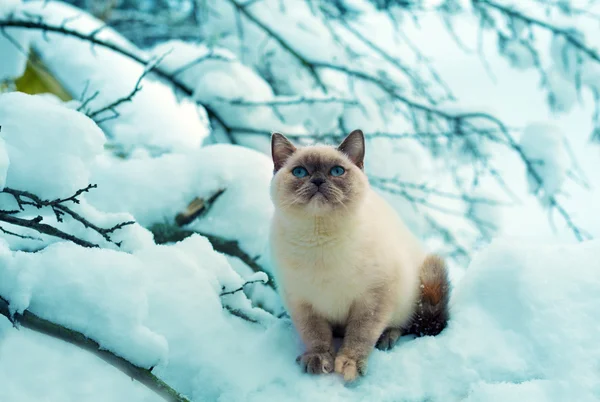 Gatinho na árvore nevada — Fotografia de Stock