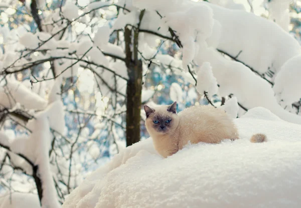 Gatito en árbol nevado — Foto de Stock