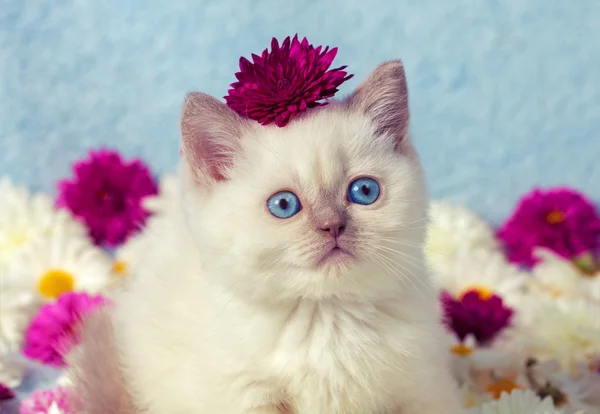 Kitten lying among flowers — Stock Photo, Image