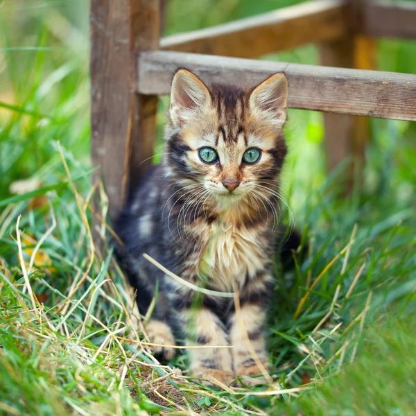 庭に子猫が — ストック写真