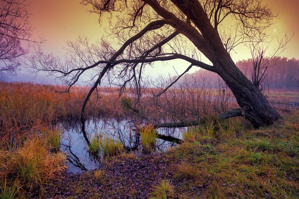 Foggy paysage d'automne — Photo