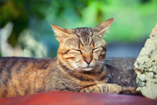 Söt katt sover — Stockfoto