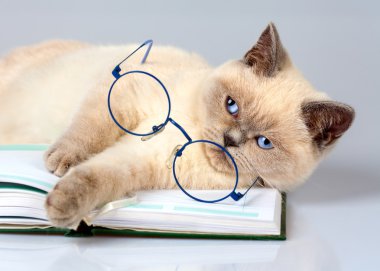 kedi okuyucu