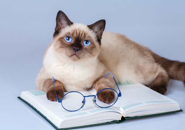 Cat reader