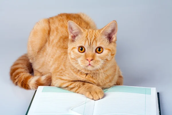 Cute red cat — Stock Photo, Image