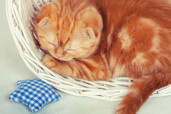 Gatito en la cesta — Foto de Stock