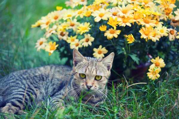 Katze legt Blumen nieder — Stockfoto