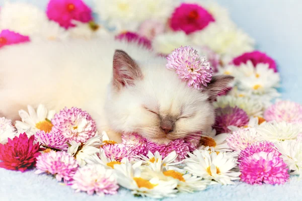 Gattino sdraiato tra i fiori — Foto Stock