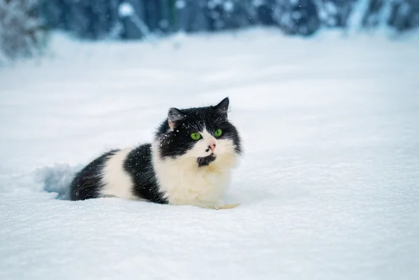 Promenades de chat dans la neige — Photo