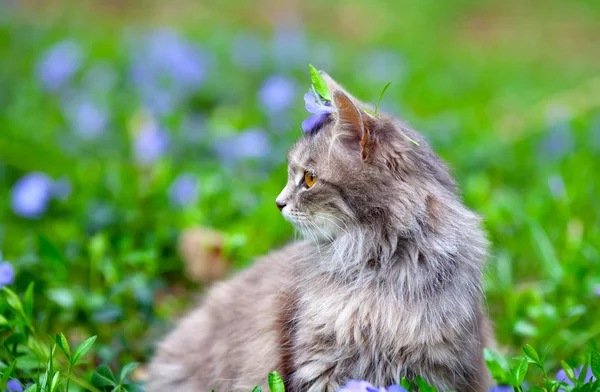 Красивая сибирская кошка — стоковое фото