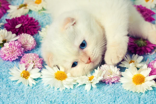 Kotek kłamliwy wśród kwiatów — Zdjęcie stockowe