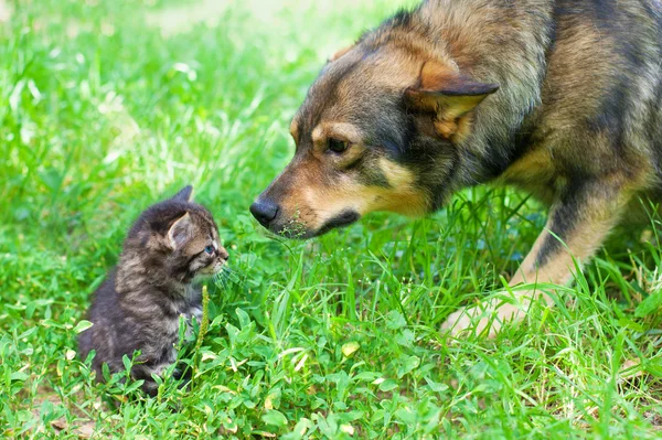 Chien reniflant chaton — Photo