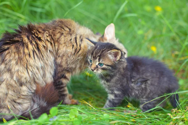 Kedi bakım yavru kedi — Stok fotoğraf