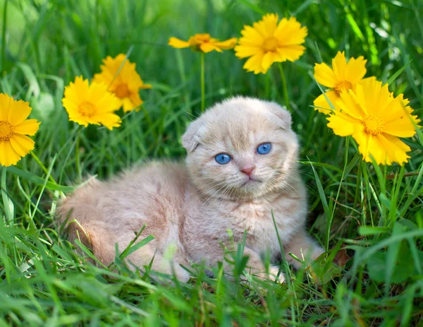 Söt kattunge i gräs — Stockfoto