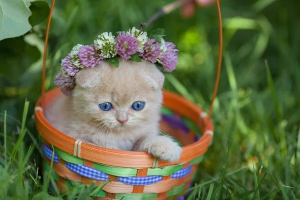 Симпатичный котенок с капеллой — стоковое фото