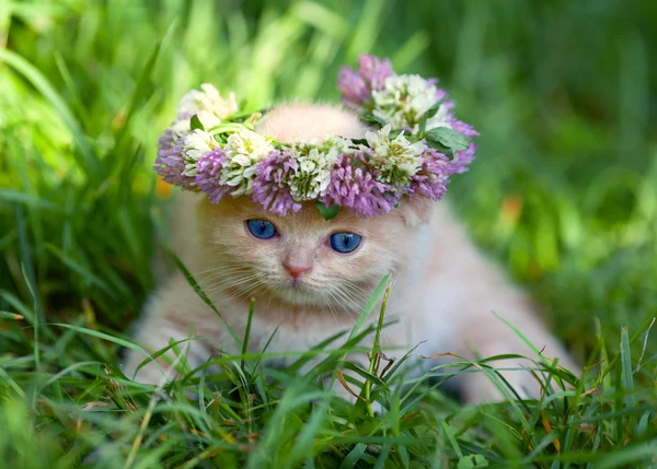 Niedliches Kätzchen mit Blumenkranz — Stockfoto