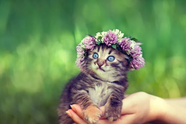 Cute kitten with chaplet — Stock Photo, Image